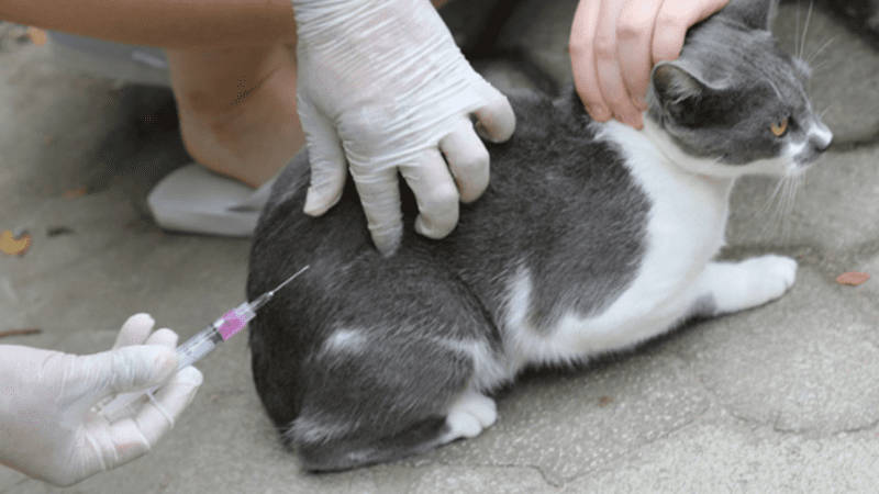 Saúde dos pets: sábado tem vacinação antirrábica no Shopping Moxuara