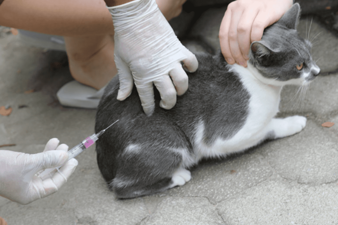 Saúde dos pets: sábado tem vacinação antirrábica no Shopping Moxuara