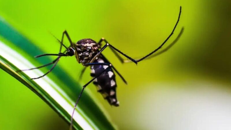 Serra registra redução de 15% nos casos de dengue, mas atenção permanece elevada