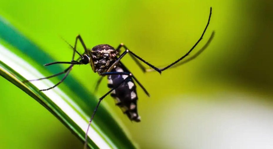 Serra registra redução de 15% nos casos de dengue, mas atenção permanece elevada