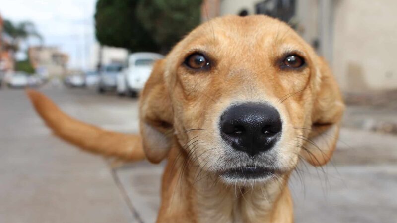 Feira de adoção de cães acontece neste sábado na Praça de Campo Grande