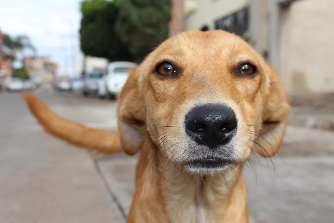 Feira de adoção de cães acontece neste sábado na Praça de Campo Grande