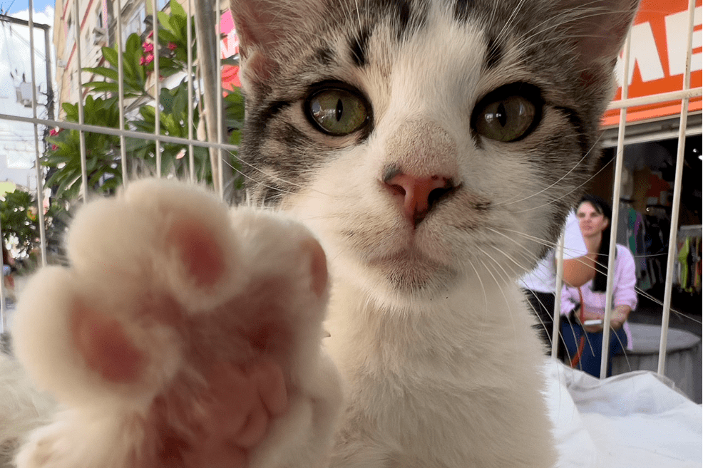 Sábado (25) é dia de feira de adoção no Parque O Cravo e A Rosa