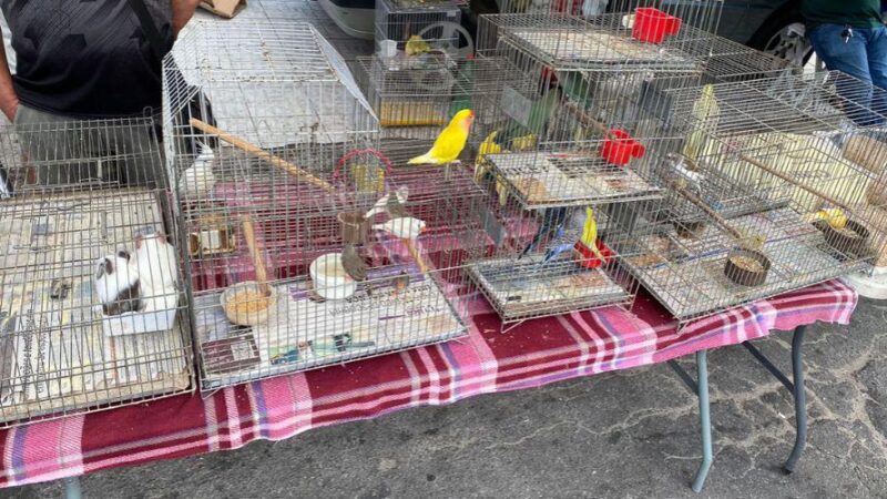 ​Aves exóticas e silvestres são apreendidas na feira de Aribiri