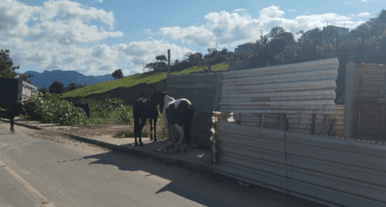 Prefeitura recolhe nove animais soltos nas ruas de Novo Brasil