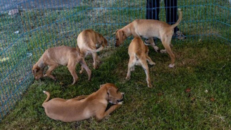 ​Vila Velha realiza “ArraiAU Junino” no sábado para adoção de cães e gatos