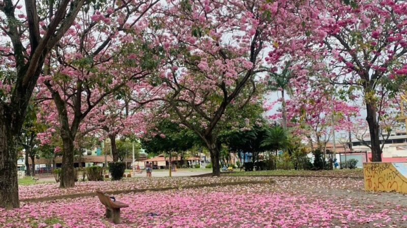 Primavera chega com promessa de chuva e diminuição das queimadas