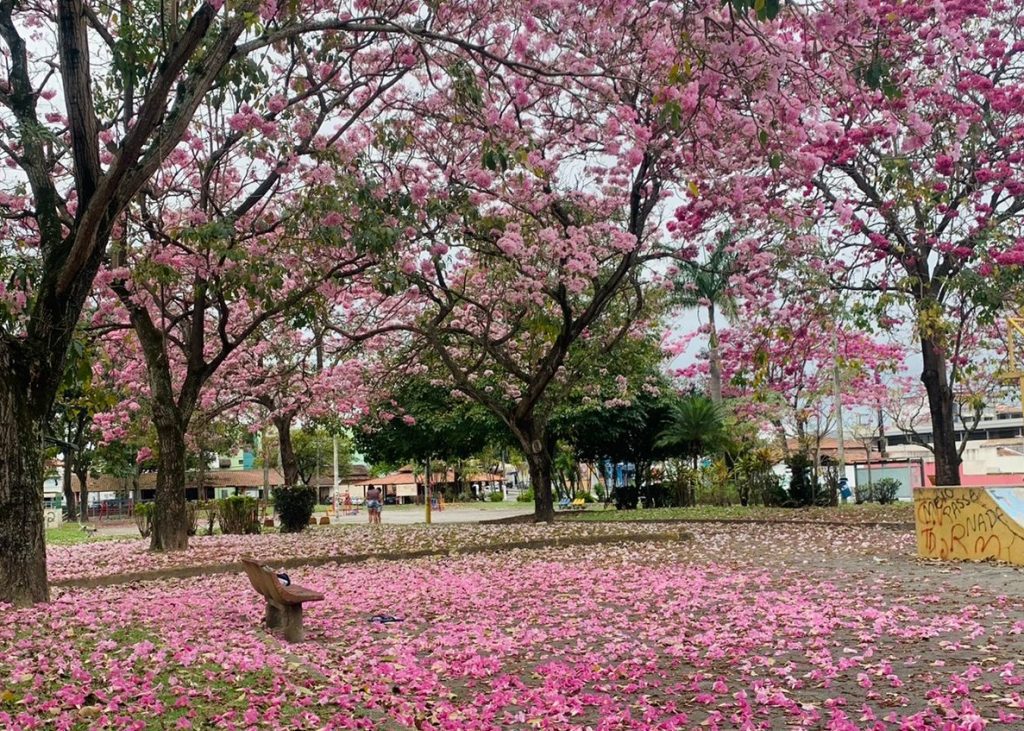 Primavera chega com promessa de chuva e diminuição das queimadas