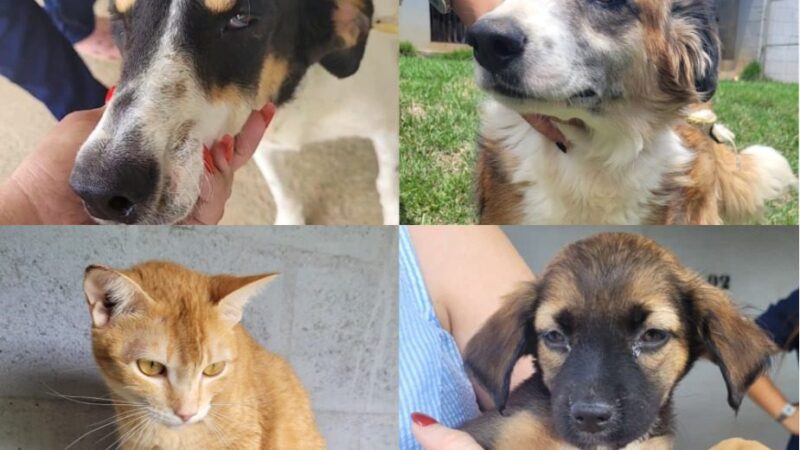 Neste sábado (26) é dia de feira de adoção de animais de estimação na Praça de Campo Grande