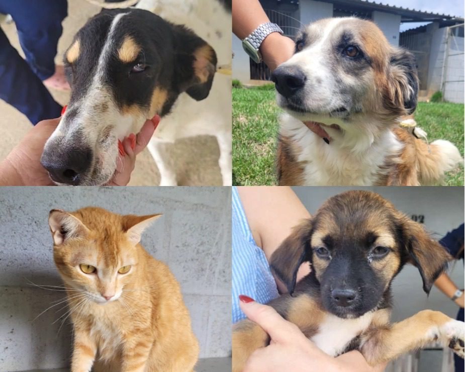 Neste sábado (26) é dia de feira de adoção de animais de estimação na Praça de Campo Grande