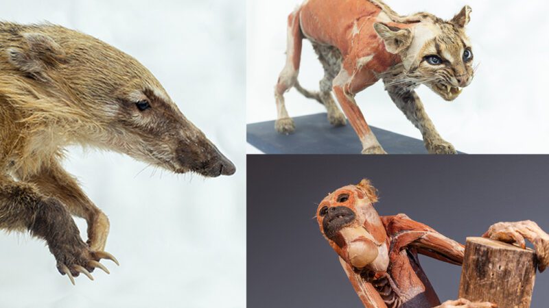 Exposição “Moradores da Floresta” apresentará em municípios do Espírito Santo, e também outros estados, acervo de mais de 100 espécimes plastinados de animais silvestres e anatomia humana