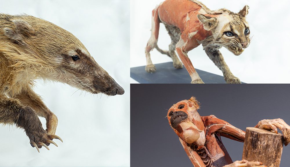 Exposição “Moradores da Floresta” apresentará em municípios do Espírito Santo, e também outros estados, acervo de mais de 100 espécimes plastinados de animais silvestres e anatomia humana