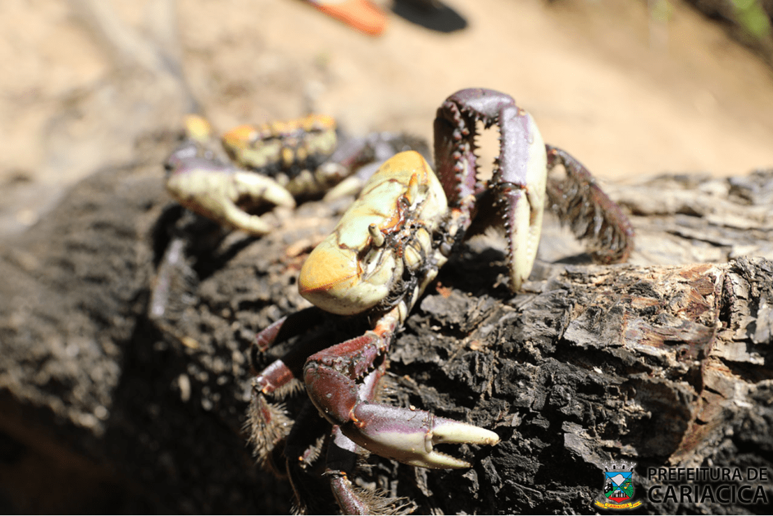 Período de defeso do caranguejo-uçá começa na próxima terça-feira (31)